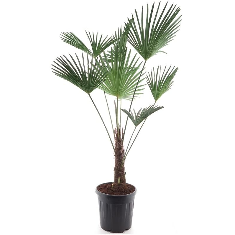 Planta Artificial Decore 110 Cm